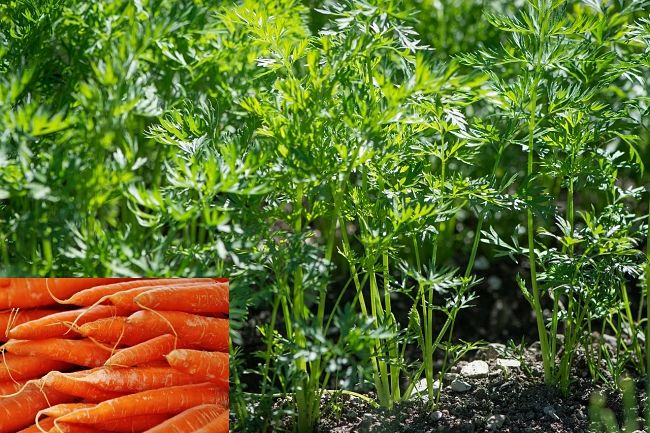 Hints, tips and tricks for growing large long carrots in the home garden