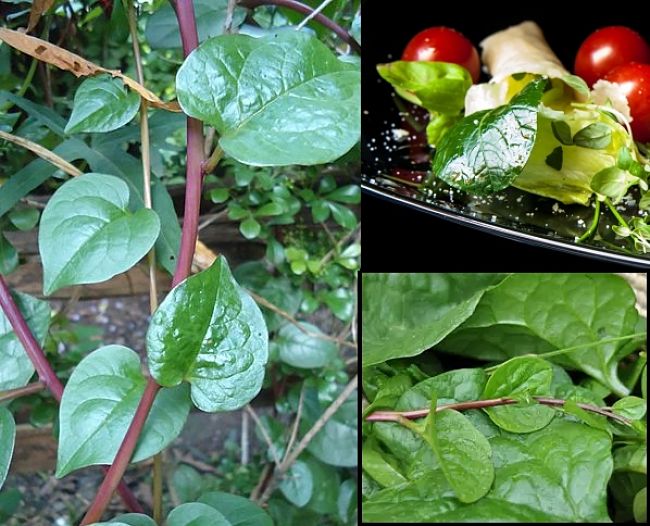 Ceylon spinach