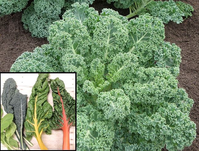 Planting and Growing Guide for Borecole, Kale (Brassica rapa)