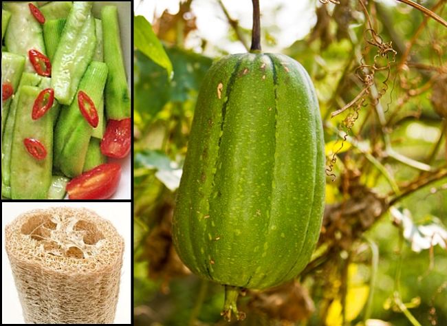 Growing Guide for Luffa or Loofah (Cucurbitcaea) - you can eat the yound fruits and flowers. Dried fruits make great plant sponges