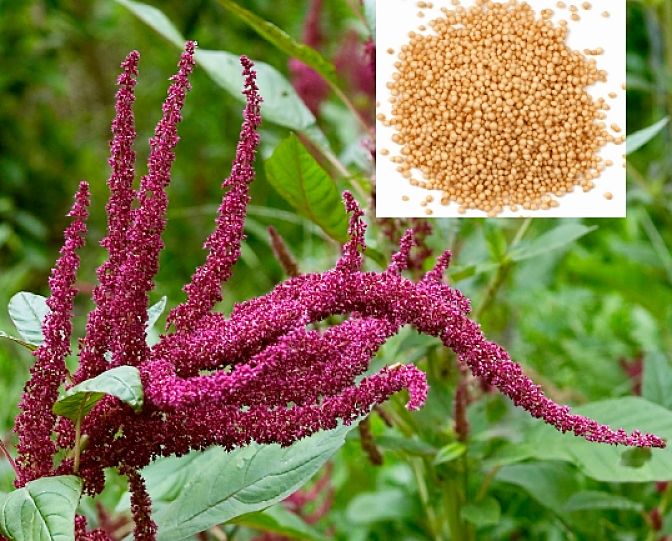 Amaranth