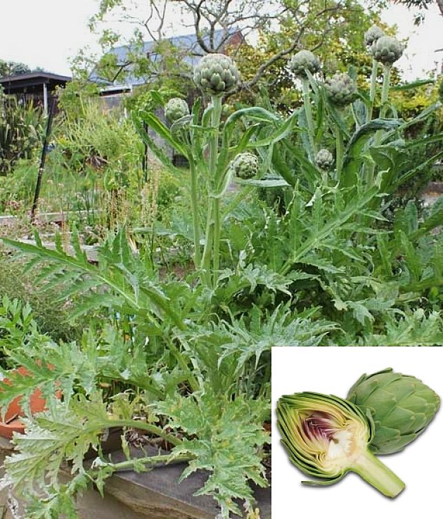 Globe Artichokes