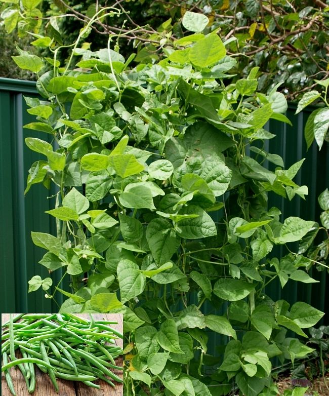 Climbing beans