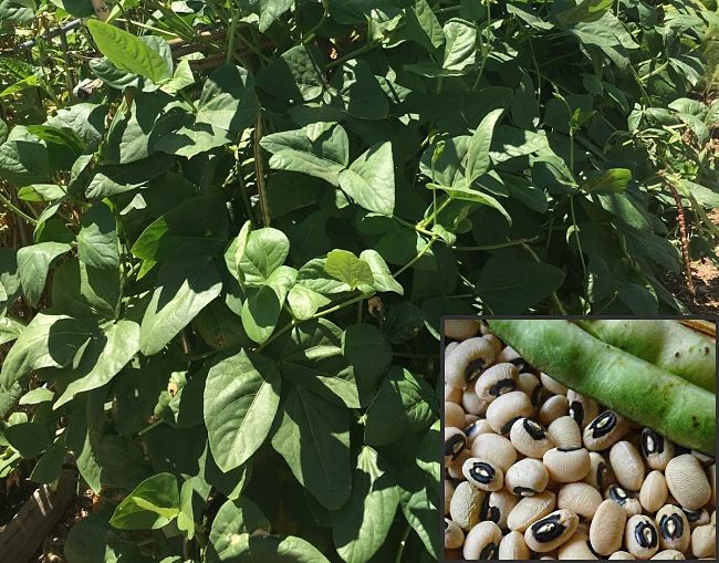 Cowpeas grown for their pods and seeds, and the young leaves can be eaten raw or steamed