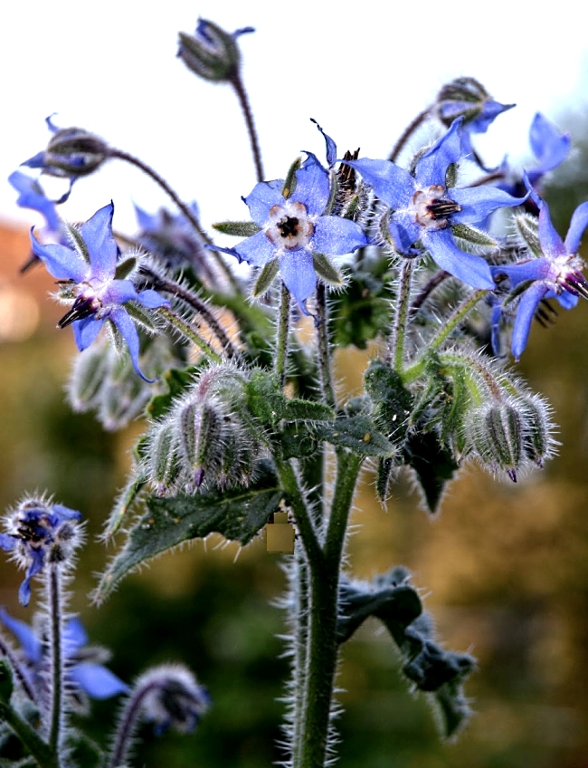 Borage plants with blue flowers that are edible
