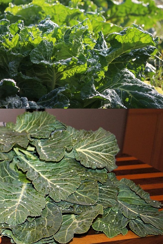 Planting and Growing Guide for Borekale, also known as Collards