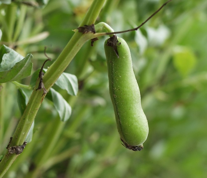 Broad bean (Fava bean)