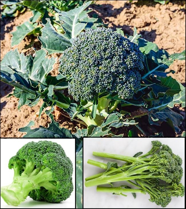 Broccoli plants and harvest shoots for Broccoli and Broccolini varieties