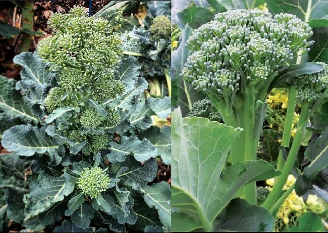 Planting and Growing Guide for Brokali (Brassica oleracea)