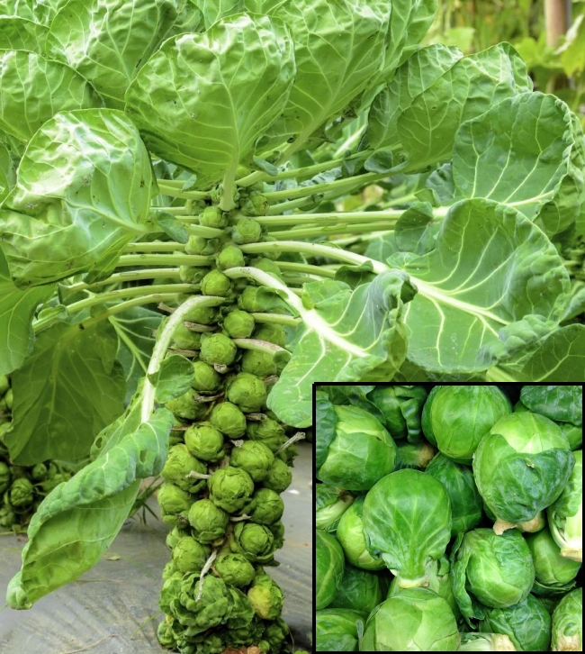 Brussels Sprouts growing in the garden and freshly picked buds