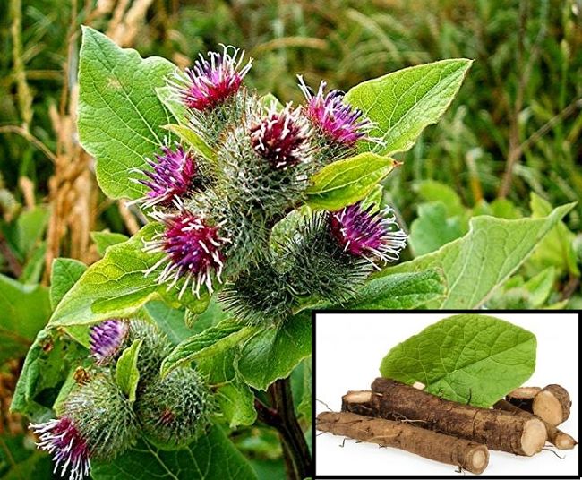 Burdock leaves and roots are edible - also known as Gobo in Japan