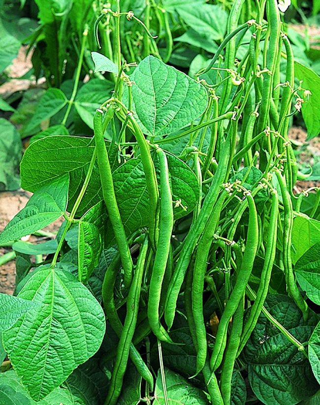 Prolific bush beans