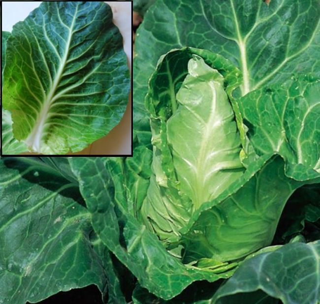 Loose Head Cabbages are grown for their tender light green leaves