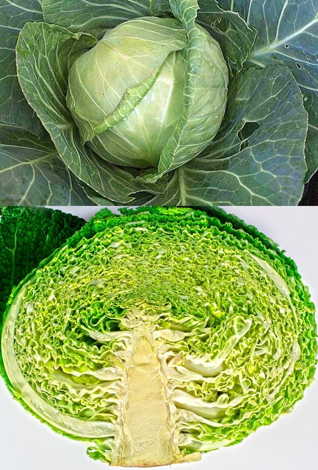 Tight Head Cabbages are grown for the tender heart leaves inside the head. The tough outer leaves are discarded to the compost bin