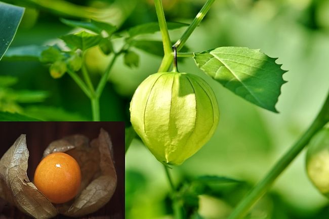 Cape Gooseberry plants and fruit in the dried papery envelope