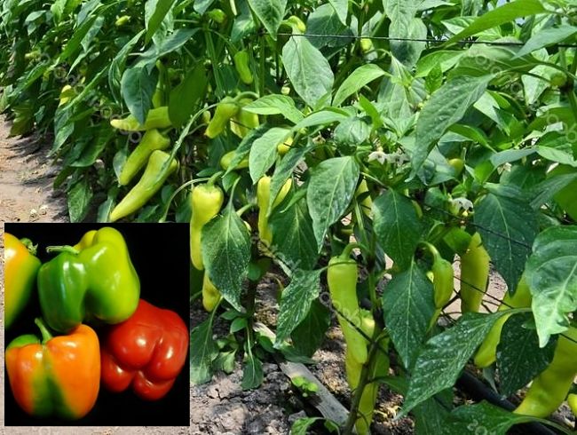 Capsicum plants growing and fruit after harvest
