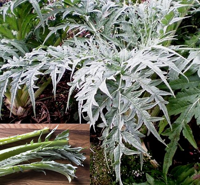 Cardoon is grown for its blanched and tender young stems