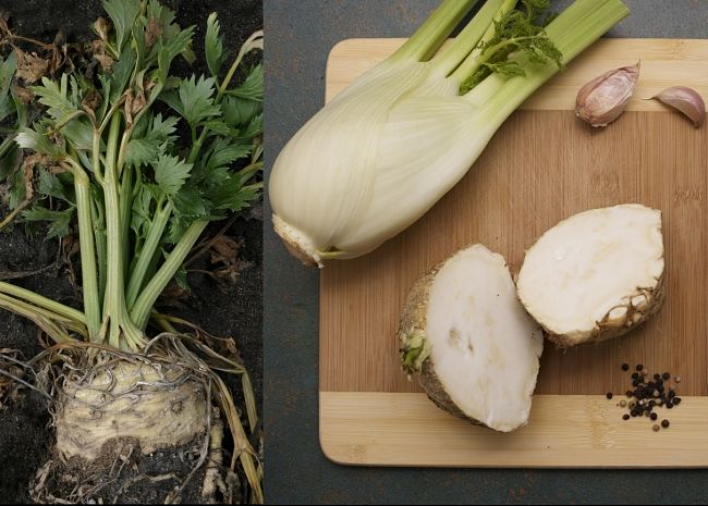 Growing guide, tips and hints for Celeriac ((Apium sp.)