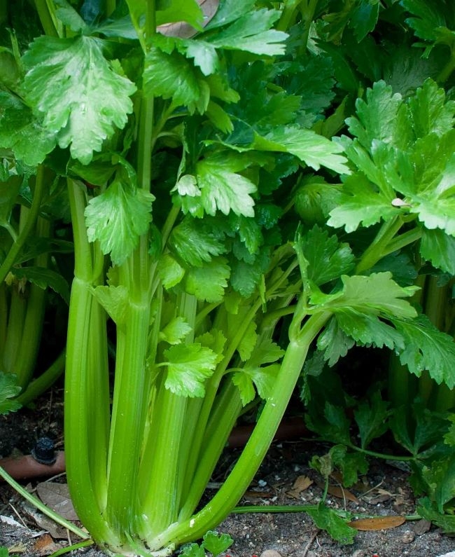 Homegrown celery straight from the garden is a delight, but can be a real challenge as a long growing season is needed, with a lot of care and attention