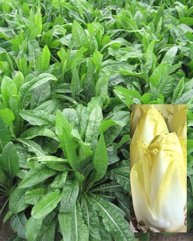 Belgian endive plants growing and ready for harvest