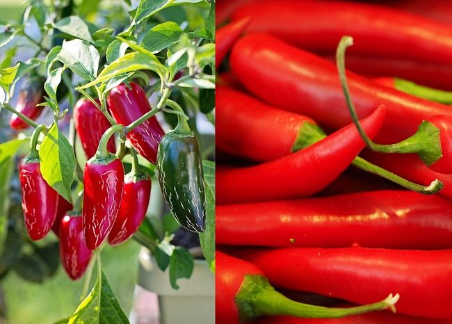 Hot chillies, or Hot Peppers are small bushy plants with dark green oval shaped leaves and red, green, orange and yellow fruits. Hotness depends on the variety.