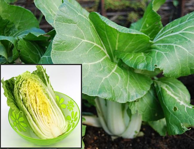 Planting and Growing Guide for Chinese Cabbage (Brassica rapa)