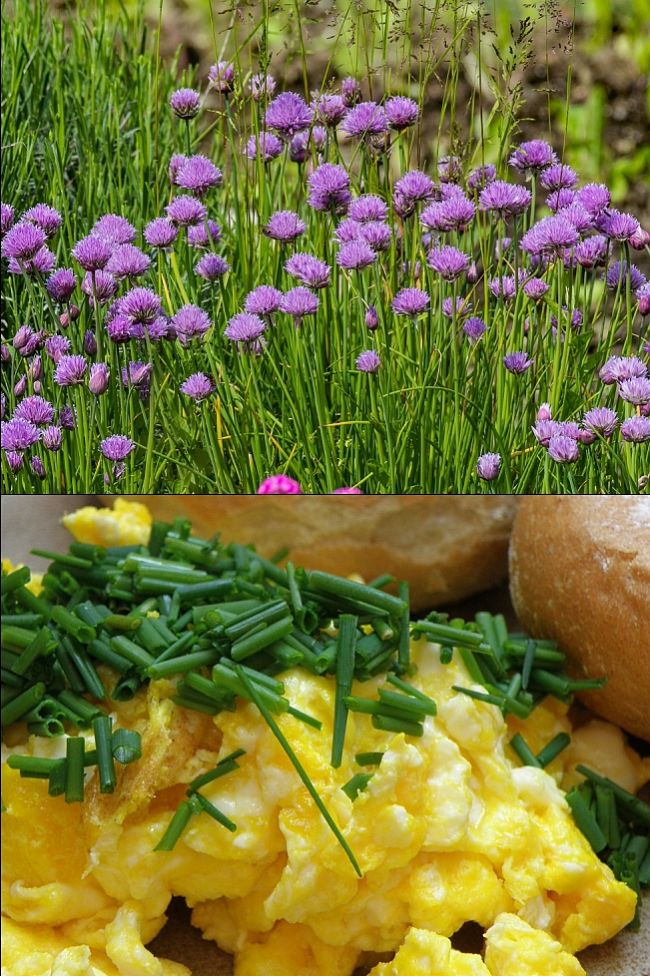 Chives are prized for the delicate onion or garlic flavour of their leaves. Learn how to grow them here.