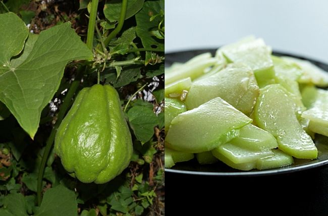 The Choko or Chayote squash is a prolific vine grown for its large fruits that have a very delicate, light green coloured flesh
