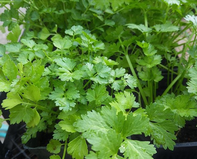 Coriander or Cilantro is easy to grow in your garden and pots. It has a short life cycle and so plant in batches at 2-3 week intervals