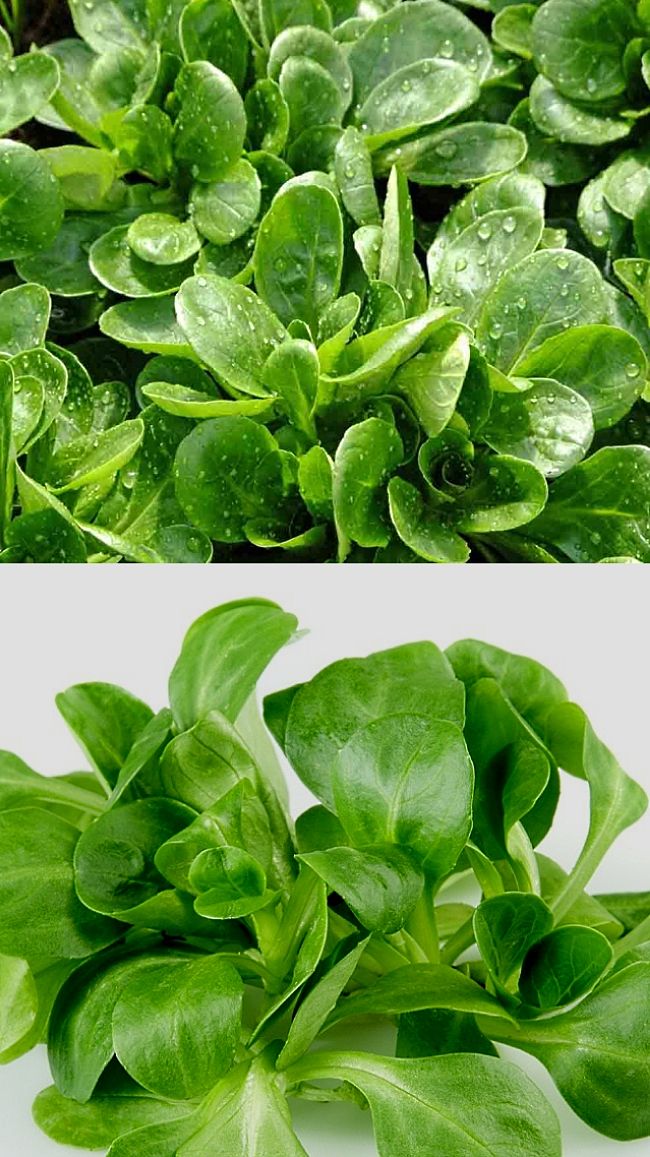 Discover how to grow, harvest and use Lamb's Lettuce or Corn Salad