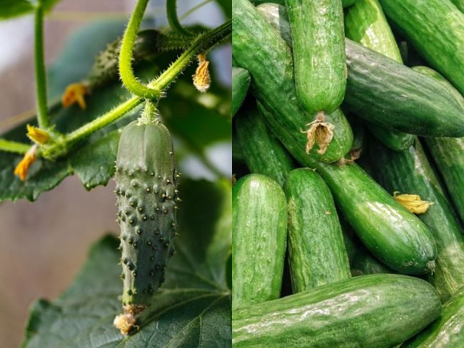 Discover how to grow Cucumber in your locality and when and where to plant the seed.
