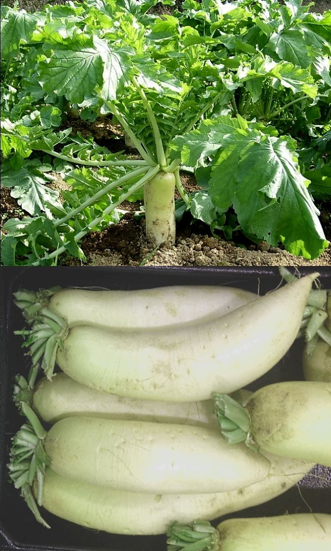 Discover how to grow Daikon or Lo Bok in your locality climatic zone. When and where to plant Daikon with hints and tricks.