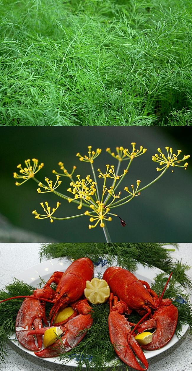 Dill is a versatile herb that is best grown each year as an annual in the garden or in pots