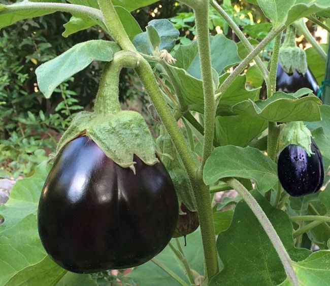 Egg Plant - Aubergine 