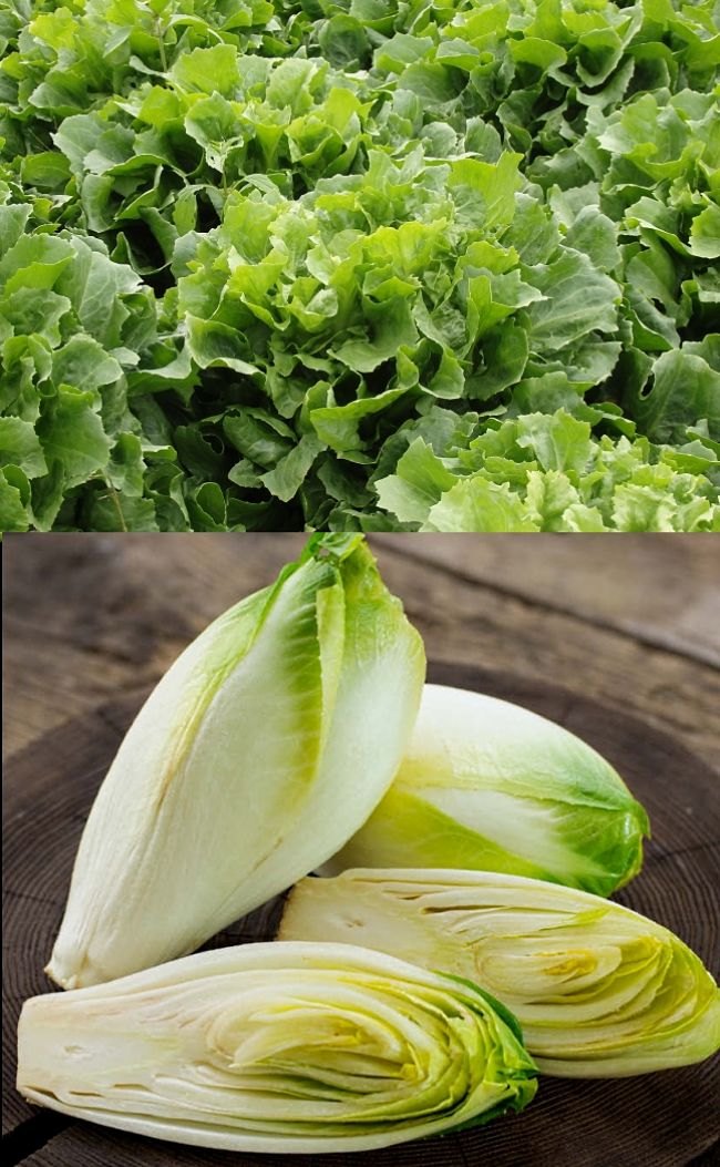 Endive is a versatile leafy green that resembles lettuce and chicory. It has a slightly bitter taste.
