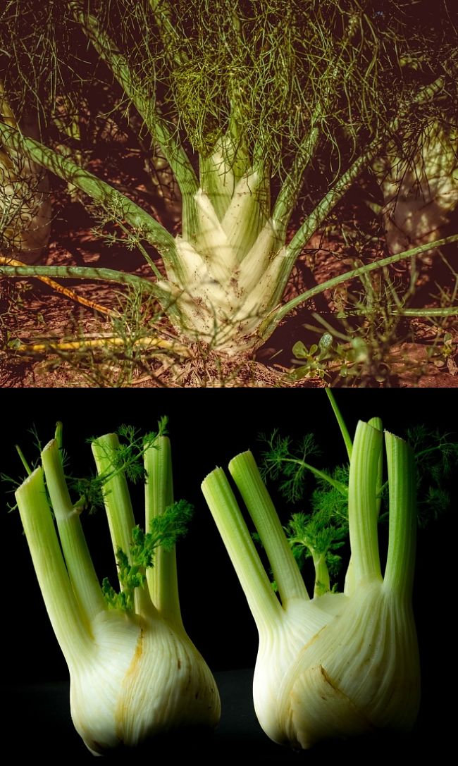 Florence Fennel is grown for its bulbous stem bases and leaves which have a mild aniseed taste. See how to grow them here.