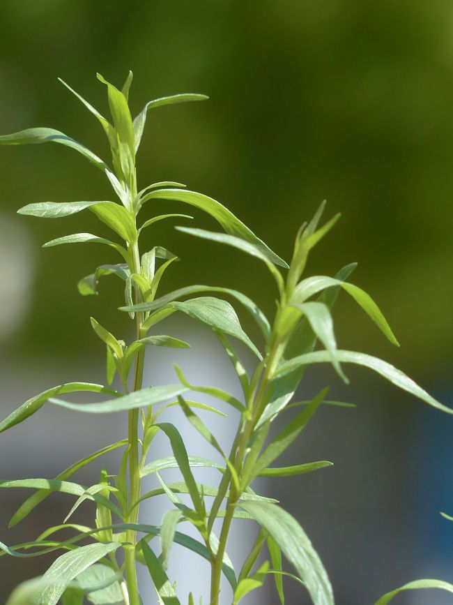 French tarragon is a delightful herb that is easy to grow in home gardens. Learn how to grow French tarragon
  in this article.