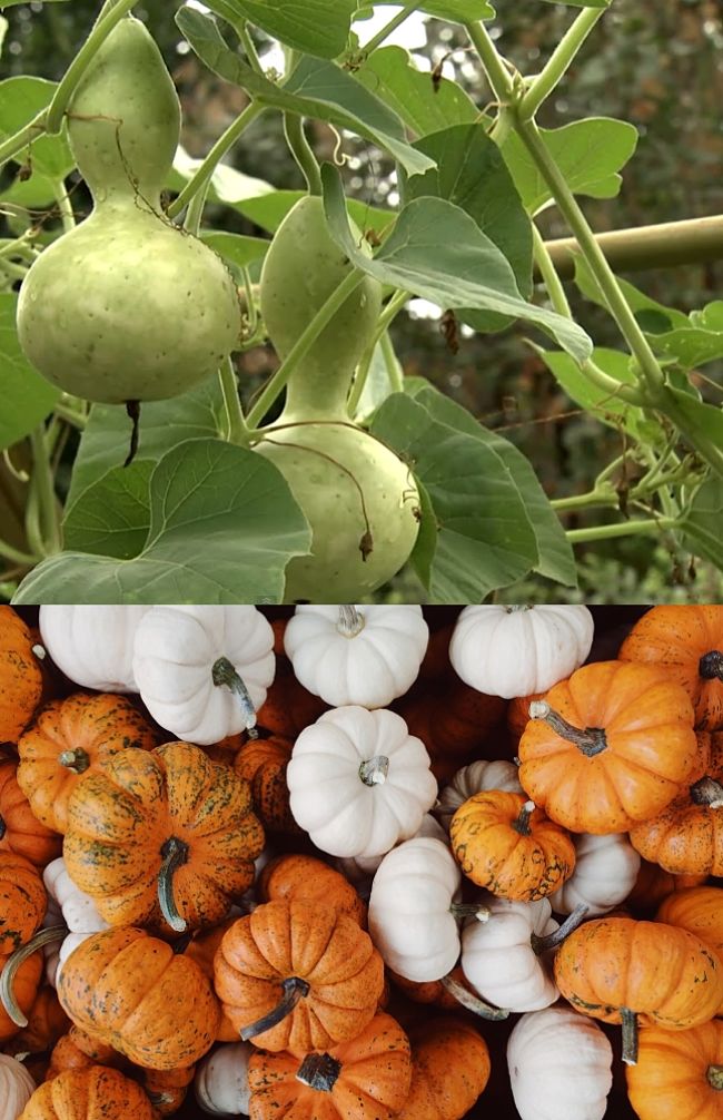 Discover how to grow Gourds in your locality and when and where to plant the seed.