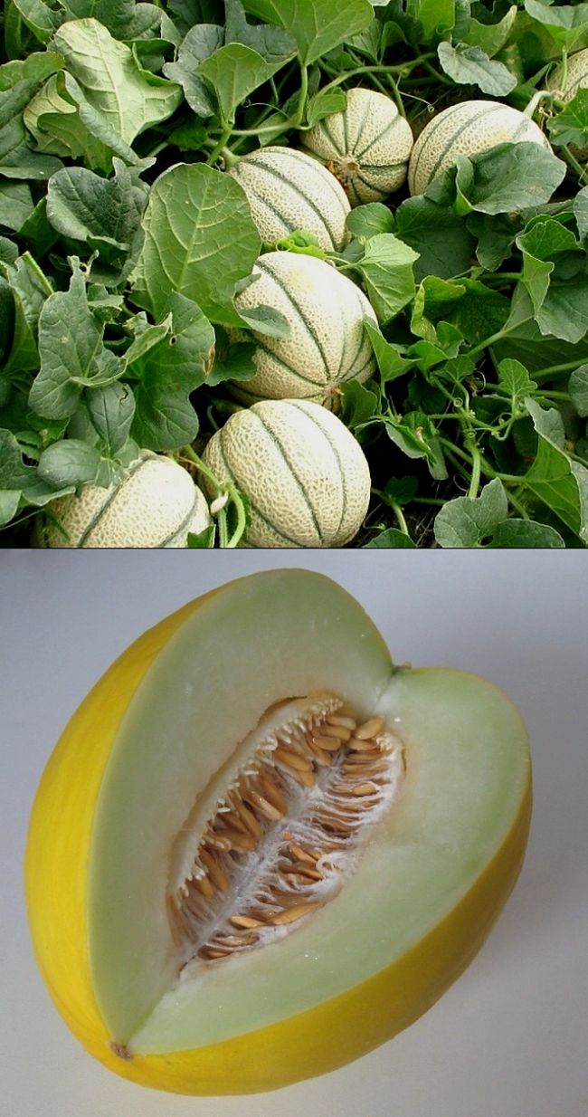 Discover how to grow and enjoy the delicate sweet taste of Honeydew melons