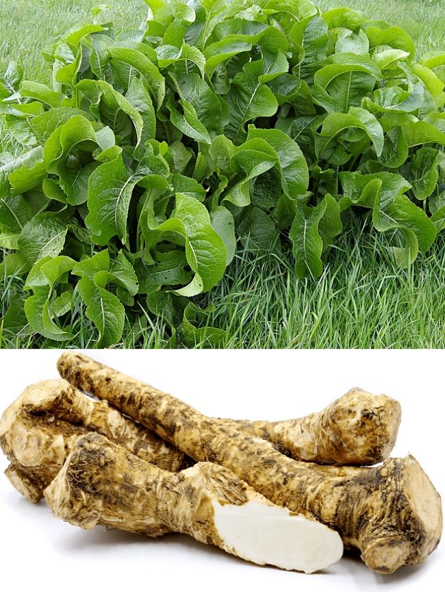 Discover how to grow horseradish in your home garden. See the planting and growing guide to get started.