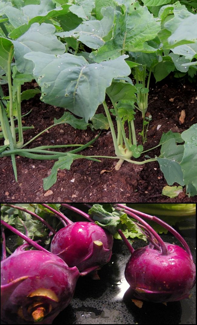 Learn how to grow Kohlrabi in your own garden and when to plant it in your Climate Zone. 
  See the planting and growing guide to get started.