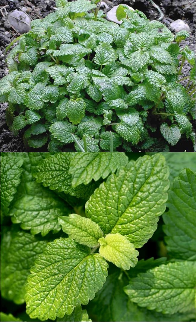 Learn how to grow Lemon Balm in your own garden and when to plant it in your Climate Zone. 
  See the planting and growing guide to get started.
