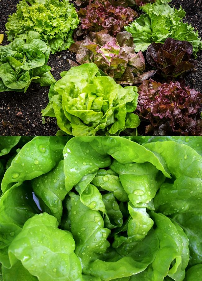 Learn how to grow Lettuce in your own garden and when to plant it in your Climate Zone. 
  See the planting and growing guide to get started.