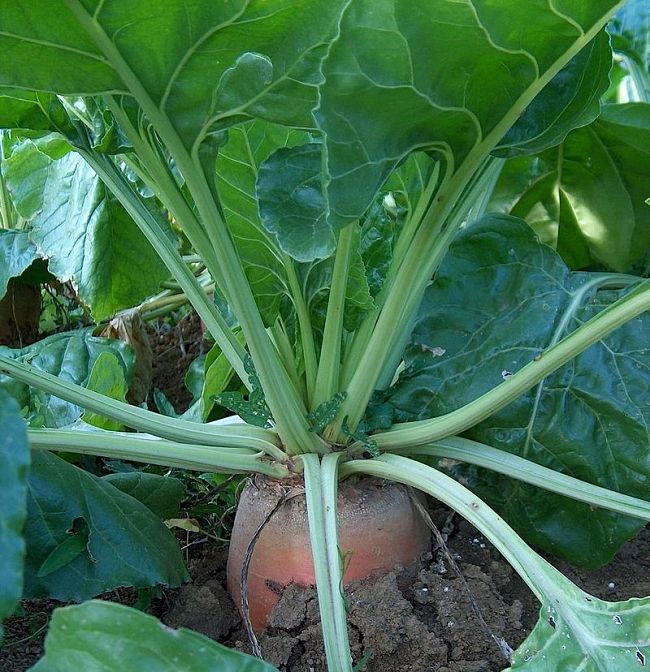 Learn how to grow Mangle (or Mangel) Wurzel in your own garden