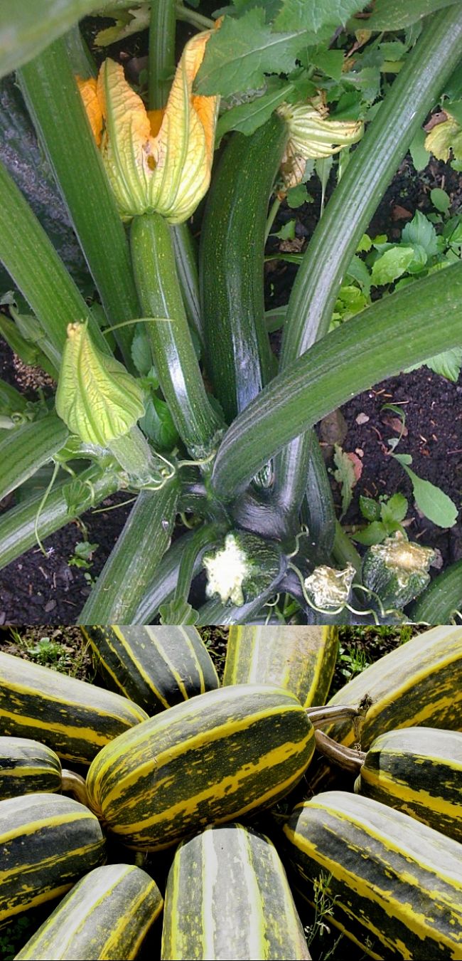 Learn how to grow Marrows in your own garden