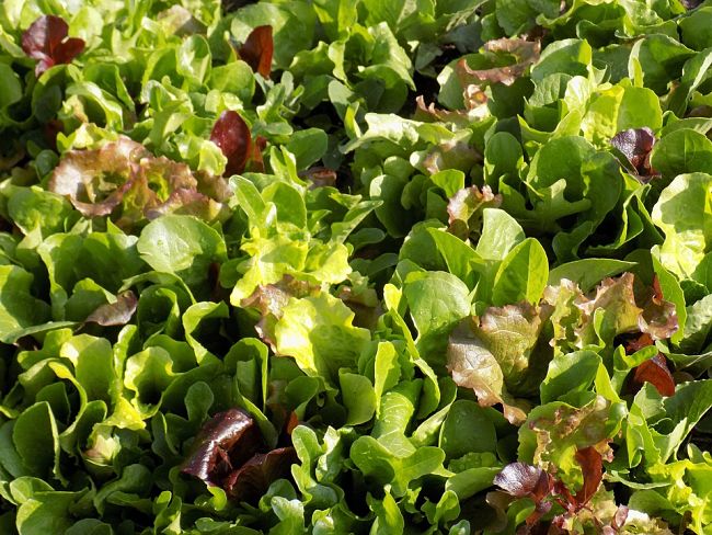 Discover how to grow Mesclun, a delightful mixture of leafy greens, in your garden.