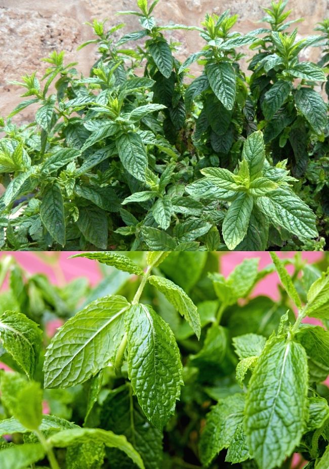 Mint is a versatile herb for growing in your garden or in pots. Discover the best way to grow it and when and where to plant it in your climate zone.
