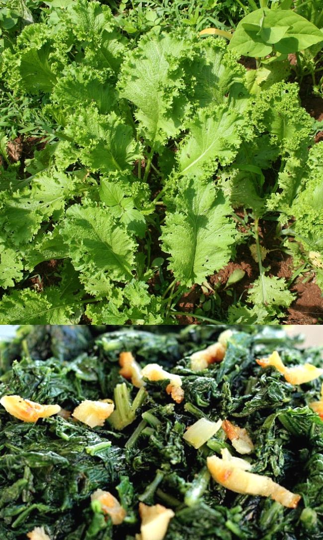 Gai choy is the classic Asian green with many uses in salads and stir fries. Discover how to grow Gai choy in your garden in this article