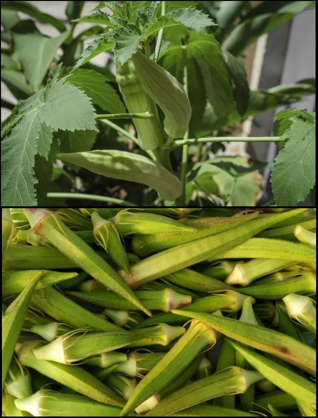  Learn How to grow Okra in your home garden or in pots - full growing guide with hints and tips