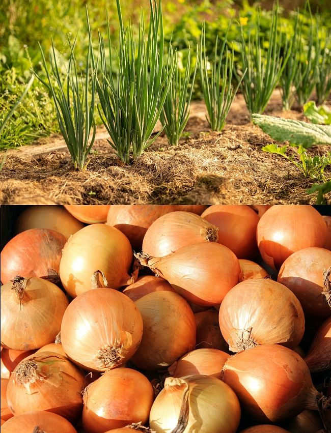 Discover how to plant and grow onions in your home garden. Full guide and great tips for successful propagation of onions.